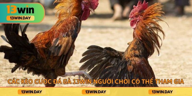 Các kèo cược đá gà 13win người chơi có thể tham gia