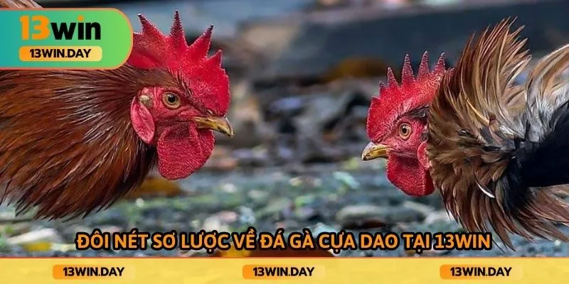 Đôi nét sơ lược về đá gà cửa dao tại 13win