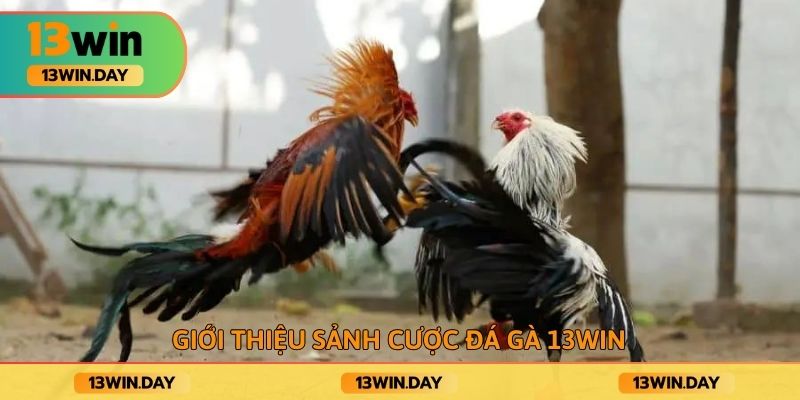Giới thiệu sảnh cược đá gà 13win