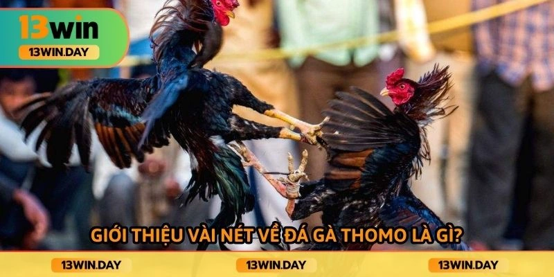 Giới thiệu vài nét về đá gà thomo là gì