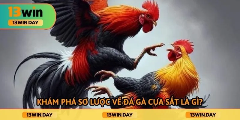 Khám phá sơ lược về đá gà cựa sắt là gì