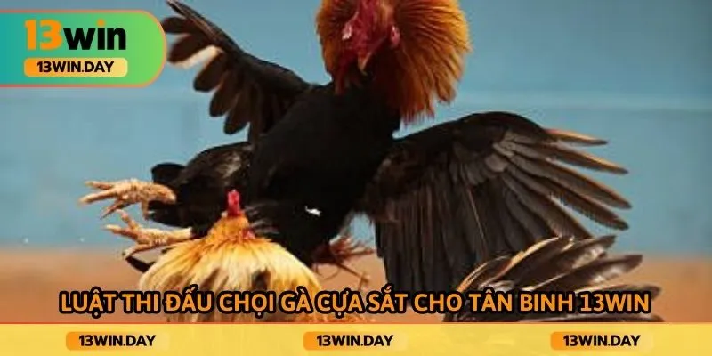 Luật thi đấu chọi gà cựa sắt cho tân binh 13win