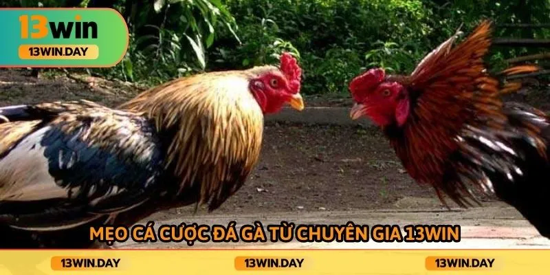 Mẹo cá cược đá gà từ chuyên gia 13win
