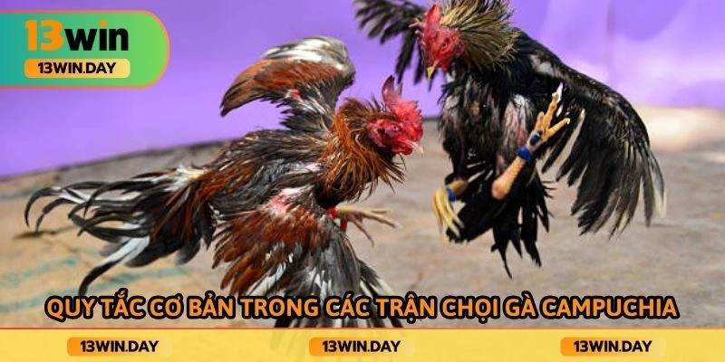 Quy tắc cơ bản trong các trận chọi gà campuchia